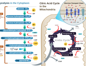 Cellular-Respiration