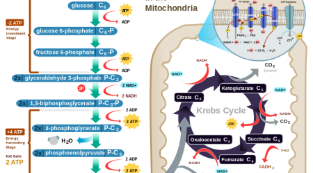 Cellular-Respiration