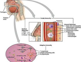 Cooperation_Between_Innate_and_Immune_Responses