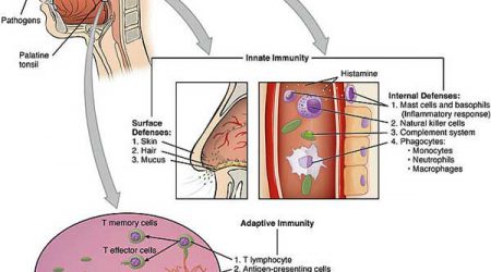 Cooperation_Between_Innate_and_Immune_Responses