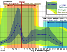 Estradiol_during_menstrual_cycle