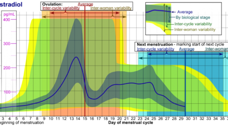 Estradiol_during_menstrual_cycle