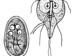 Giardia_lamblia