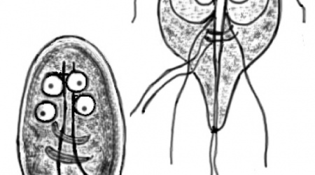 Giardia_lamblia