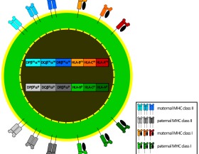 HLAgen_wikipedia