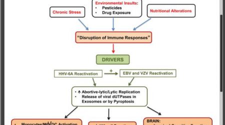 Herpesvirus_dUTPase_Model_ME_CFS