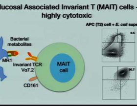 MAIT-T-cells-OH-NIH-Conference-2019