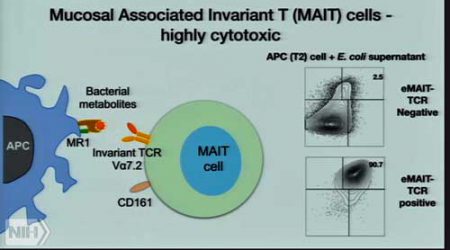 MAIT-T-cells-OH-NIH-Conference-2019