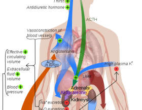 Renin-angiotensin_system_in_man_public