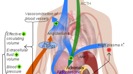 Renin-angiotensin_system_in_man_public