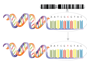 Single_nucleotide_polymorphism_wikimedia