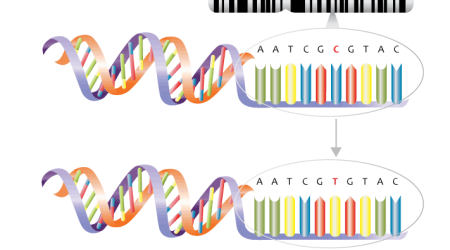 Single_nucleotide_polymorphism_wikimedia