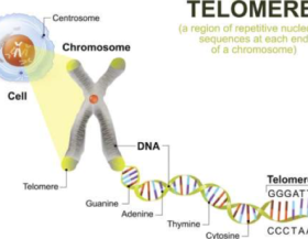 Telomere