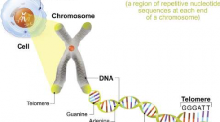 Telomere