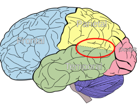 Temporo-parietal_junction_Wikimedia