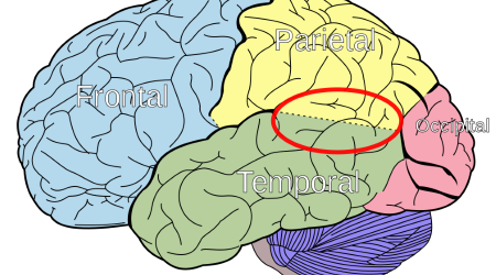 Temporo-parietal_junction_Wikimedia