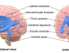 Ventricles_Brain_wikimedia