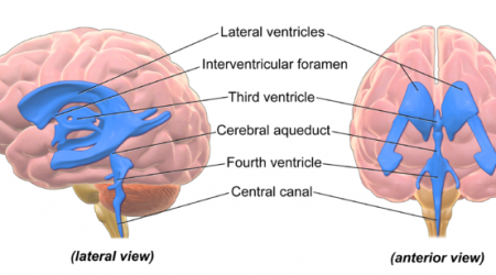 Ventricles_Brain_wikimedia