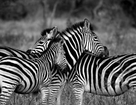 Zebras_pixabay