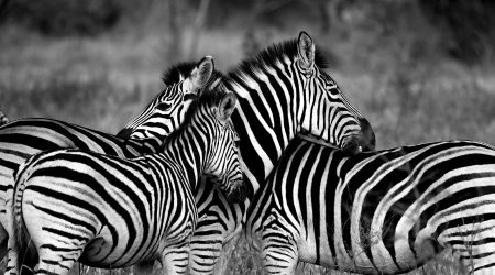 Zebras_pixabay